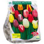 Baltus Tulipa Darwin Mix tulpen bloembollen per 20 stuks